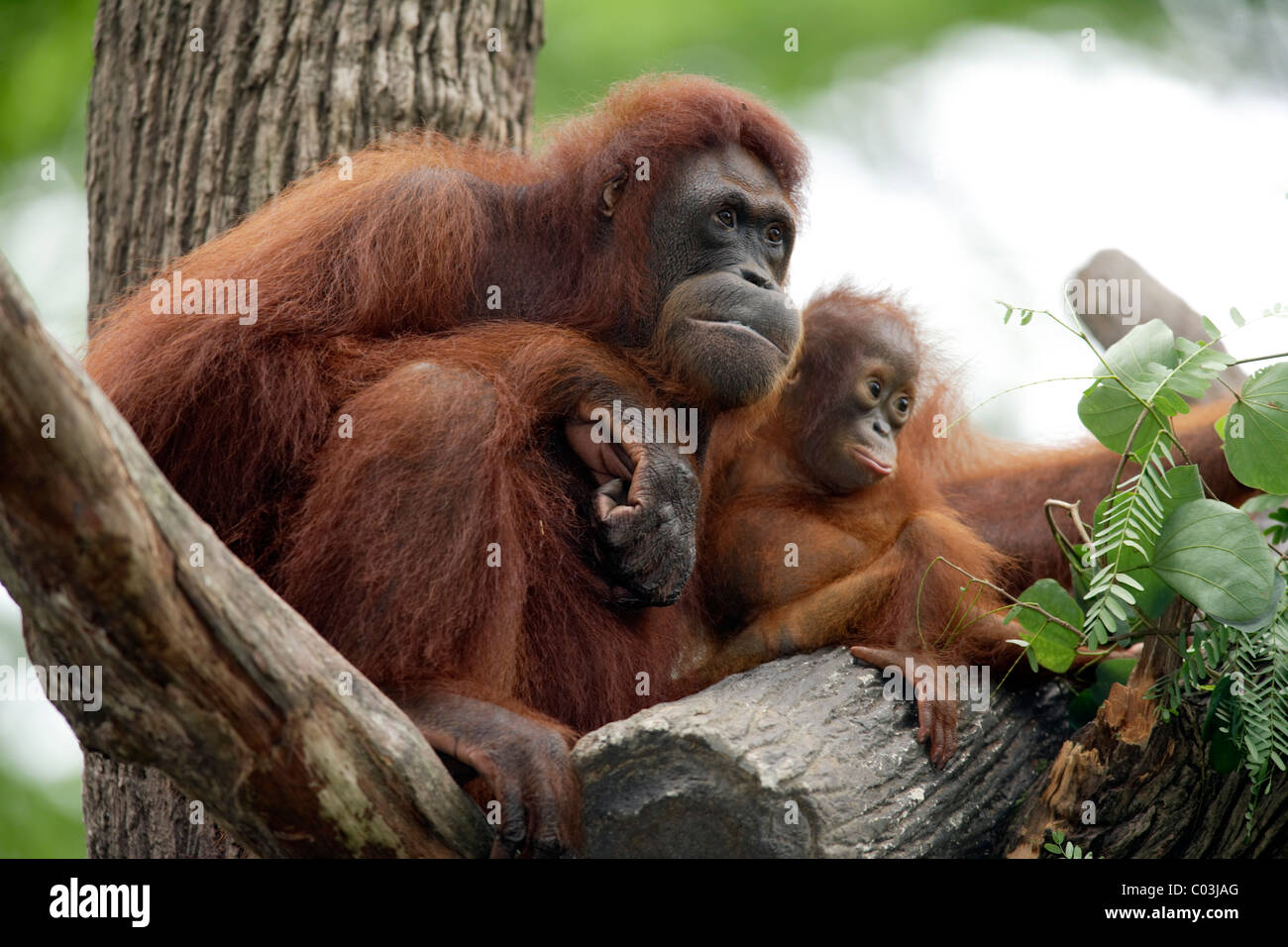 Orang-outan (Pongo pygmaeus), avec de jeunes adultes de sexe féminin dans un arbre, l'Asie Banque D'Images