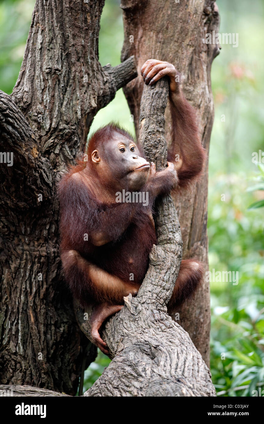 Orang-outan (Pongo pygmaeus), juvénile dans un arbre, l'Asie Banque D'Images