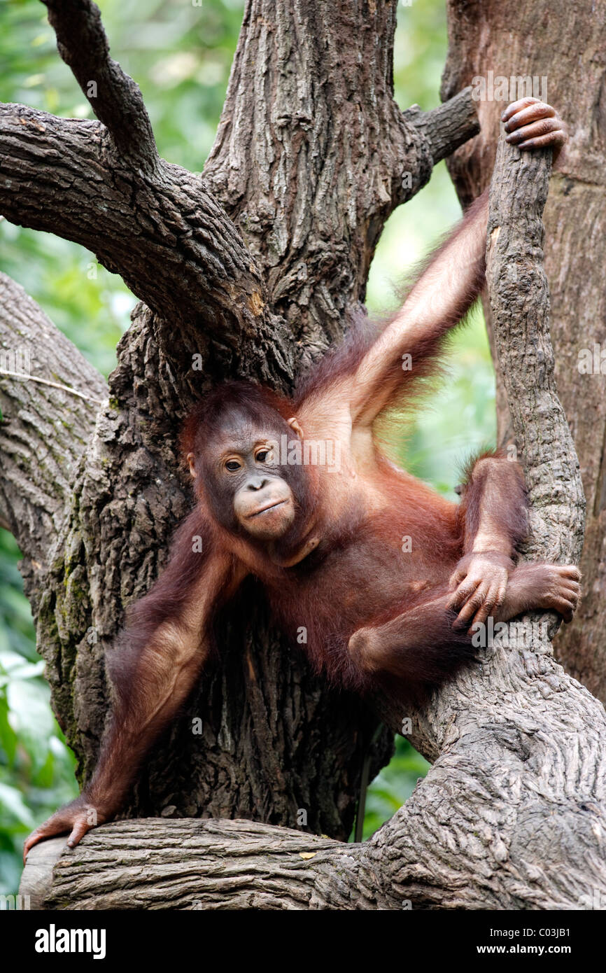 Orang-outan (Pongo pygmaeus), juvénile dans un arbre, l'Asie Banque D'Images