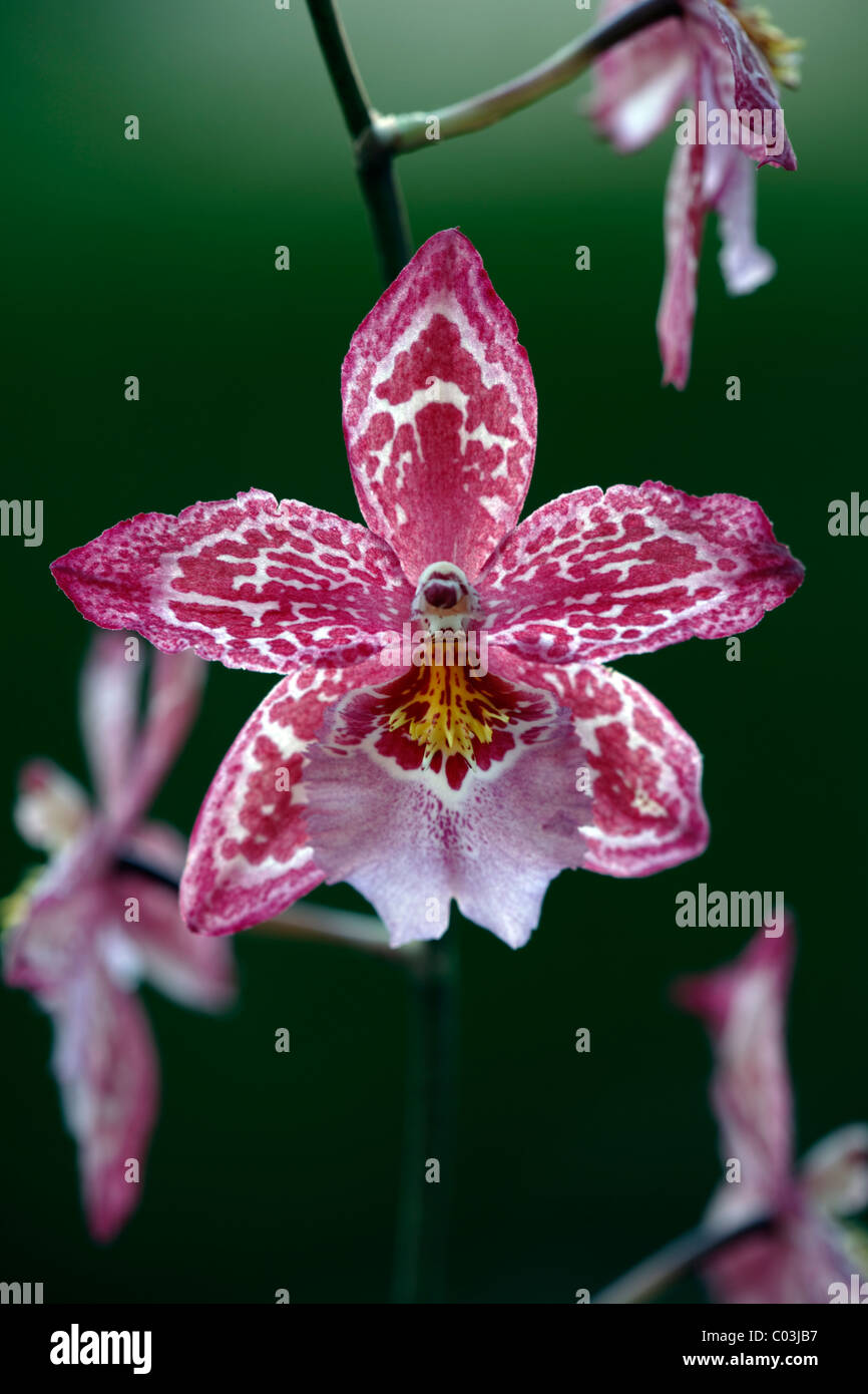 Vuylstekeara orchid, Singapour, l'Asie Banque D'Images