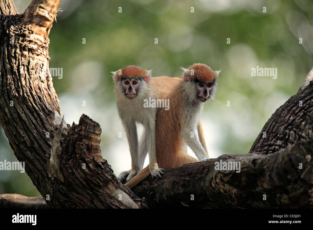 Patas (Erythrocebus patas singe), deux mineurs dans une arborescence, la Gambie, Afrique Banque D'Images