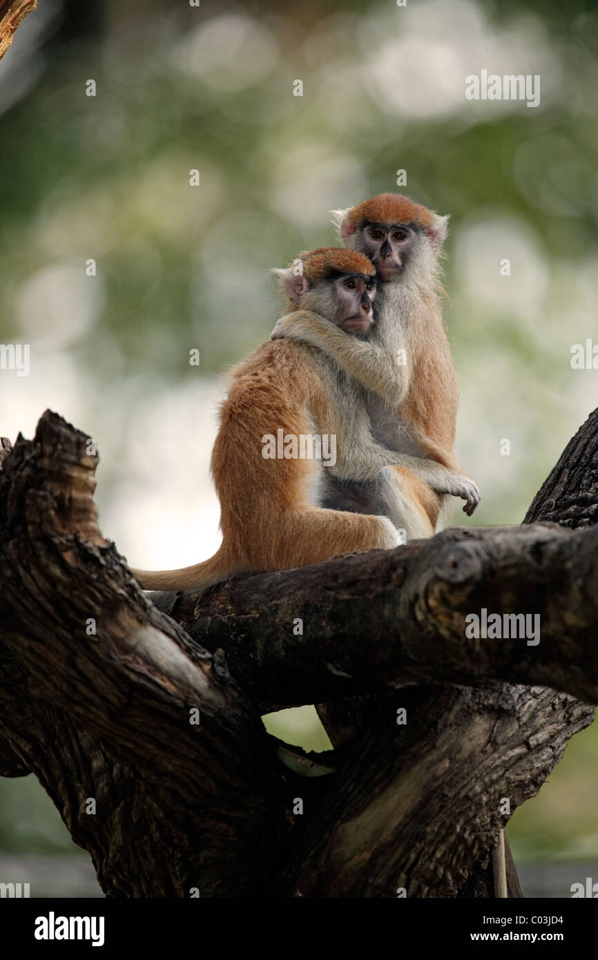 Patas (Erythrocebus patas singe), deux jeunes dans un arbre, le comportement social, la Gambie, Afrique Banque D'Images