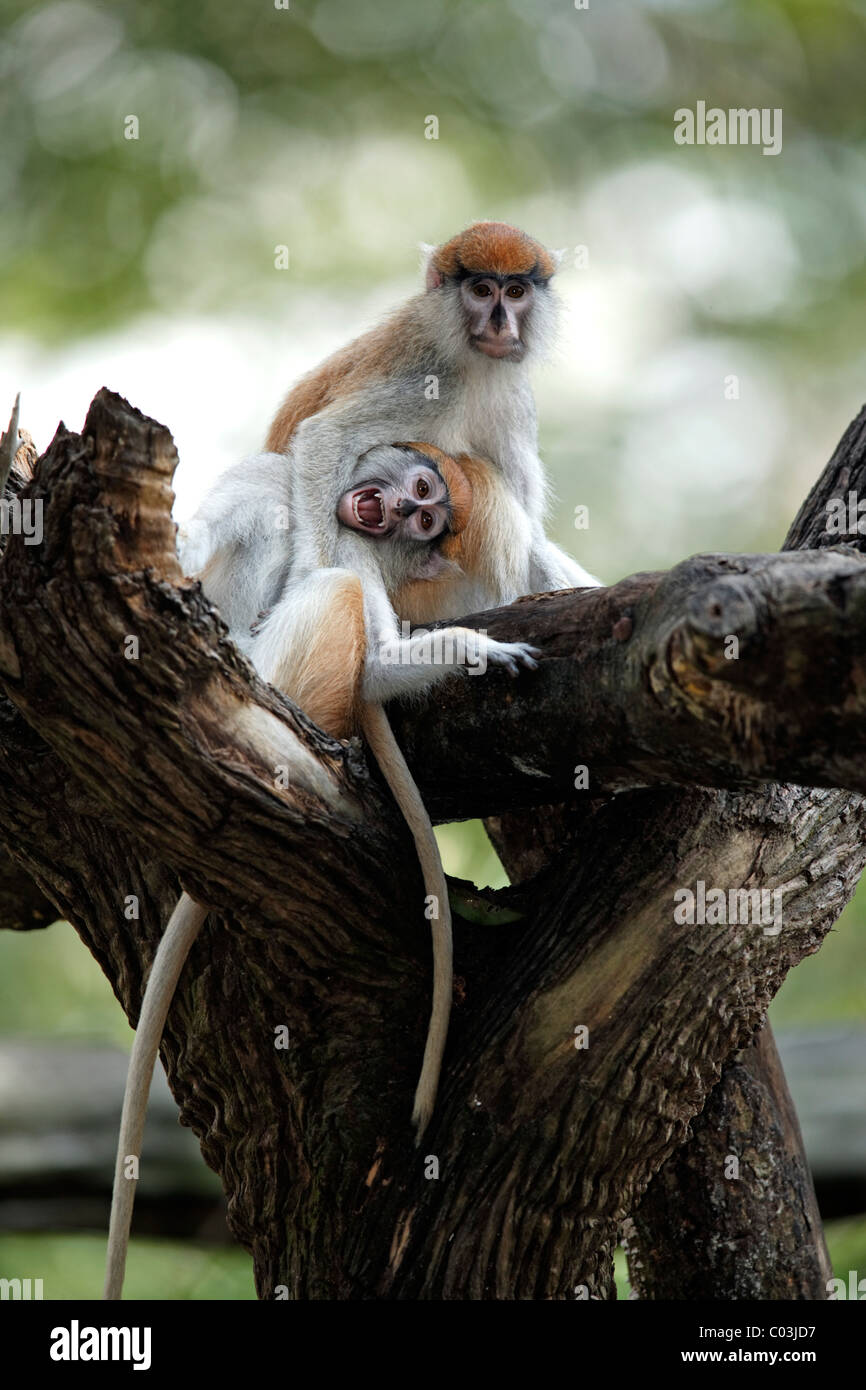 Patas (Erythrocebus patas singe), deux jeunes dans un arbre, le comportement social, la Gambie, Afrique Banque D'Images