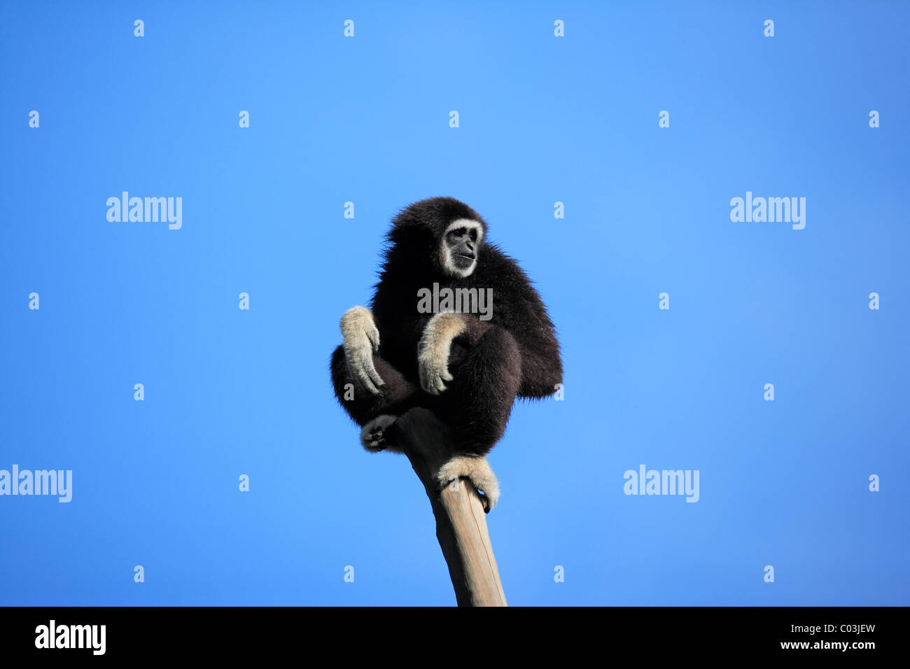 Gibbons ou blanc-remis Gibbon (Hylobates lar), des profils sur un arbre, de l'Asie Banque D'Images