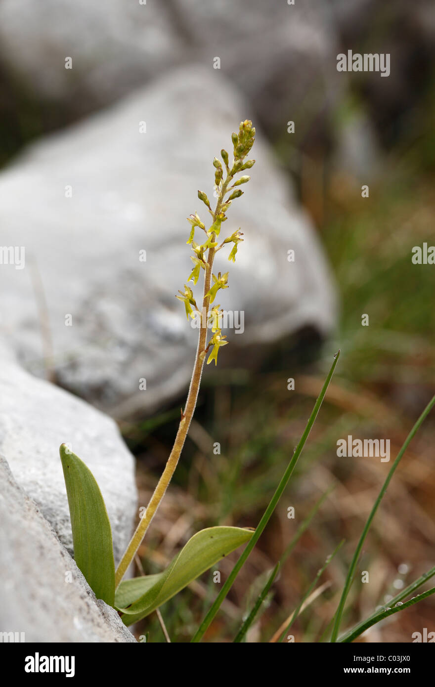 Listère commun européen (Listera ovata), orchidée, Burren, Irlande, Europe Banque D'Images