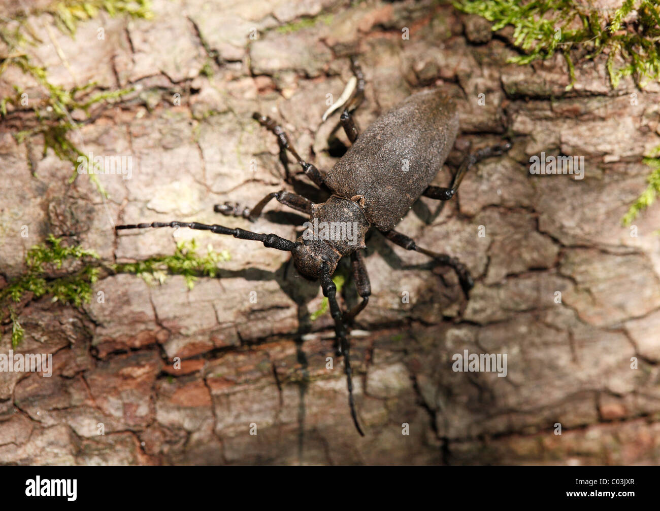 Longhorn Beetle (Lamia textor), Haute-Bavière, Bavaria, Germany, Europe Banque D'Images