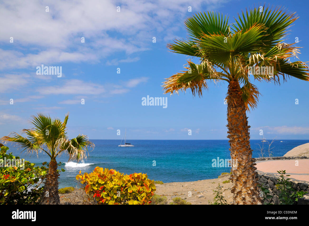 Coccoloba Palm arbre, arbuste et la mer avec bateau sur la costa Adeje de la partie sud-ouest de Tenerife, dans les îles Canaries Banque D'Images