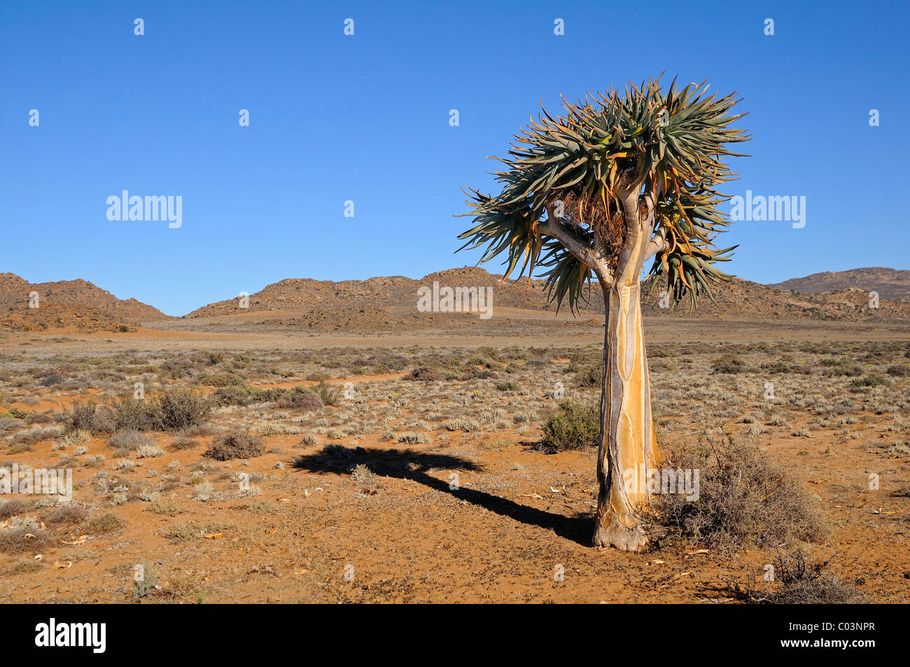 Un paysage de désert avec des précipitations d'hiver arbre Aloe solitaires, Goegap Nature Reserve, le Namaqualand, Afrique du Sud Banque D'Images