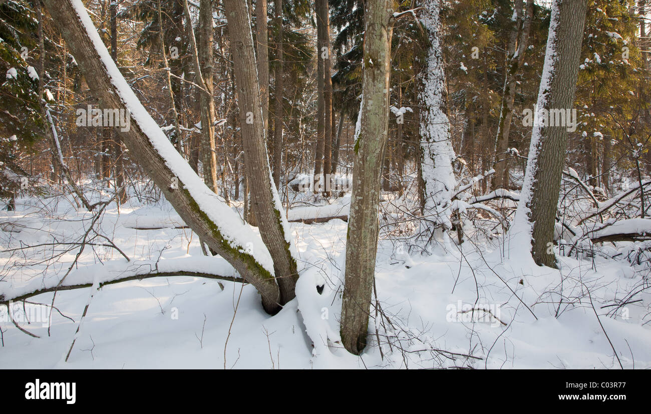 Peuplement mixte en hiver matin ensoleillé avec de vieux arbres enveloppés de neige Banque D'Images