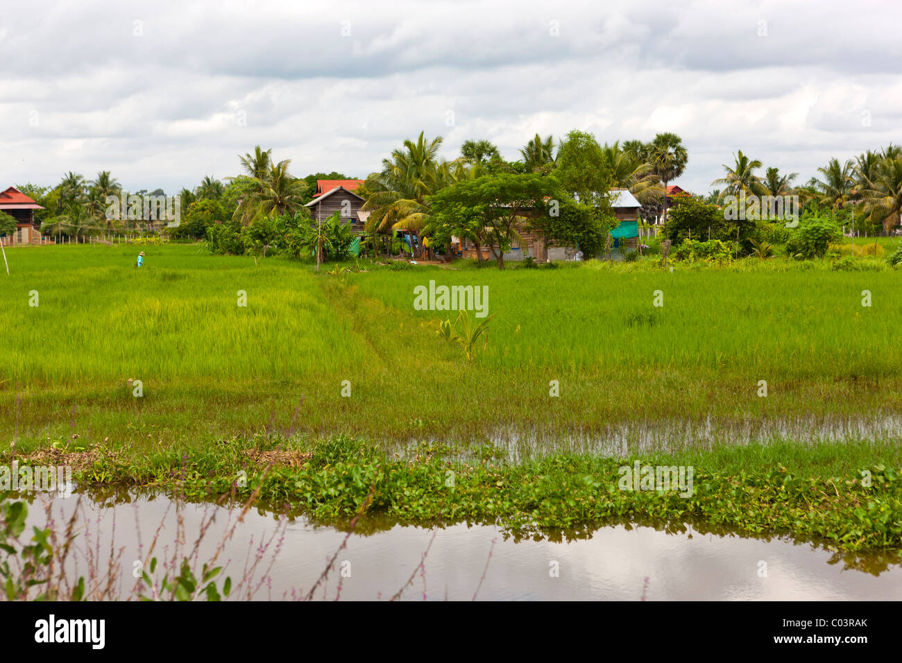 Paysage avec champ de riz. La province de Siem Reap. Le Cambodge. Asie Banque D'Images