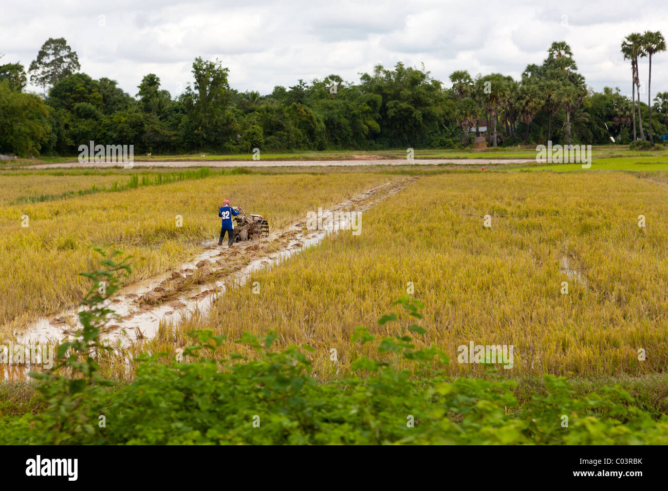 Paysage avec champ de riz. La province de Siem Reap. Le Cambodge. Asie Banque D'Images