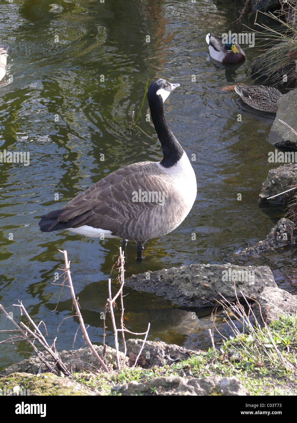 Canada goose debout au bord de l'étang avec quelques canards dans l'arrière-plan Banque D'Images