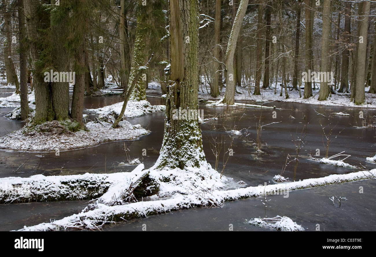 Paysage d'hiver de première neige dans les vieilles forêts et l'eau gelée avec un arbre en premier plan Banque D'Images