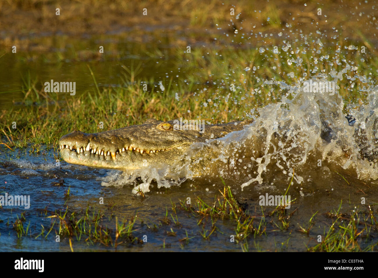 Crocodile du Nil la projection dans l'Afrique du Sud, de l'eau Banque D'Images