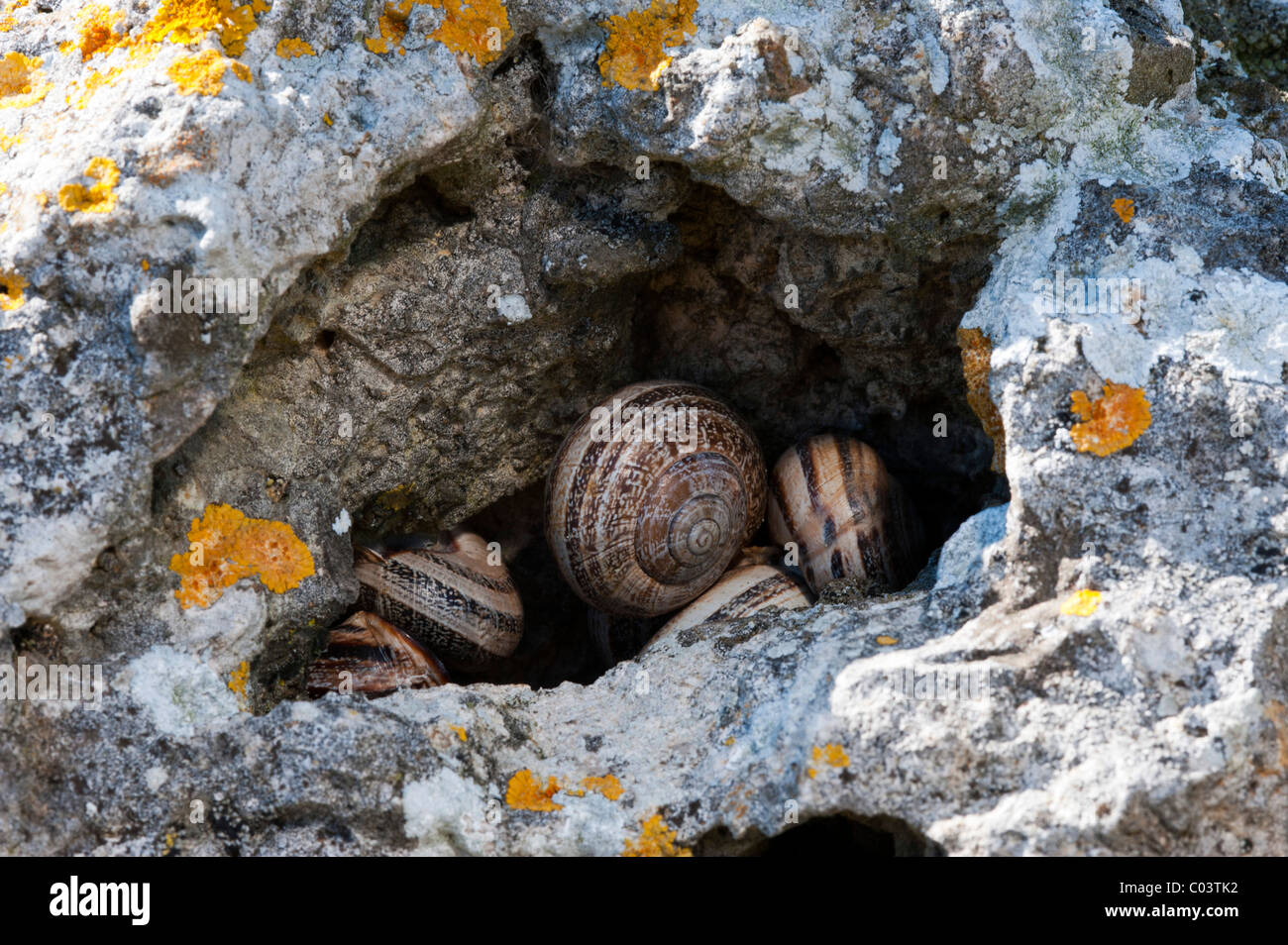 Otala lactea (Escargot) Banque D'Images