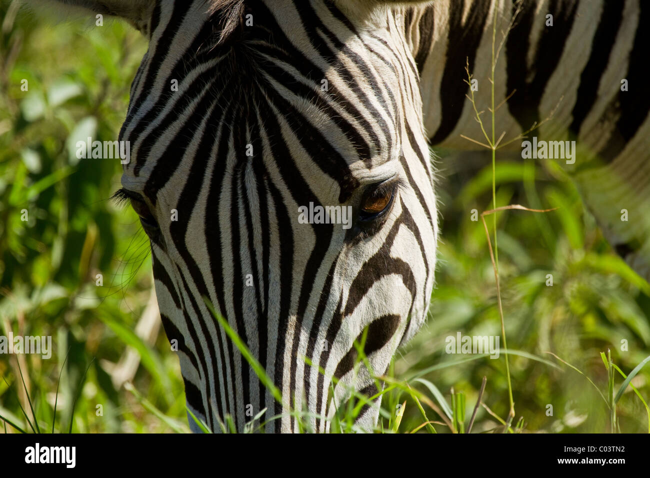 Close-up de zèbre des plaines de l'Afrique du Sud Banque D'Images