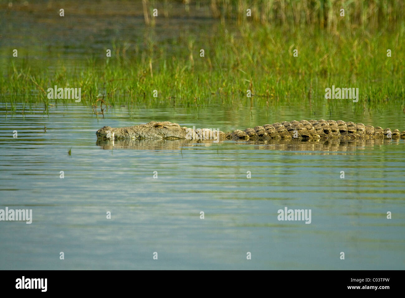 Crocodile du Nil sur le dessus de l'eau Afrique du Sud Banque D'Images