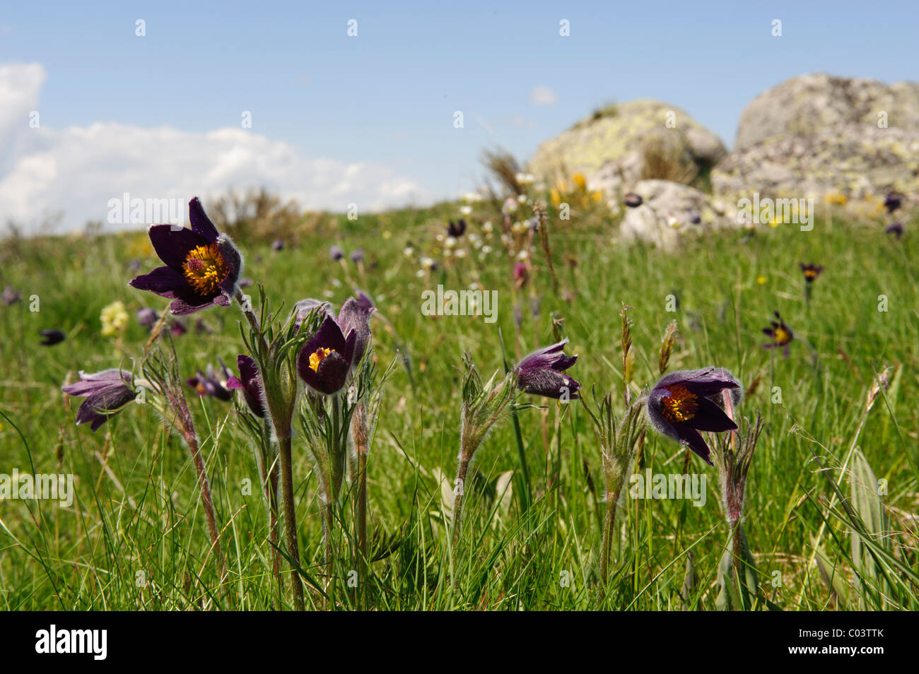 Anémone pulsatille (Pulsatilla vulgaris), groupe à Meadow Banque D'Images