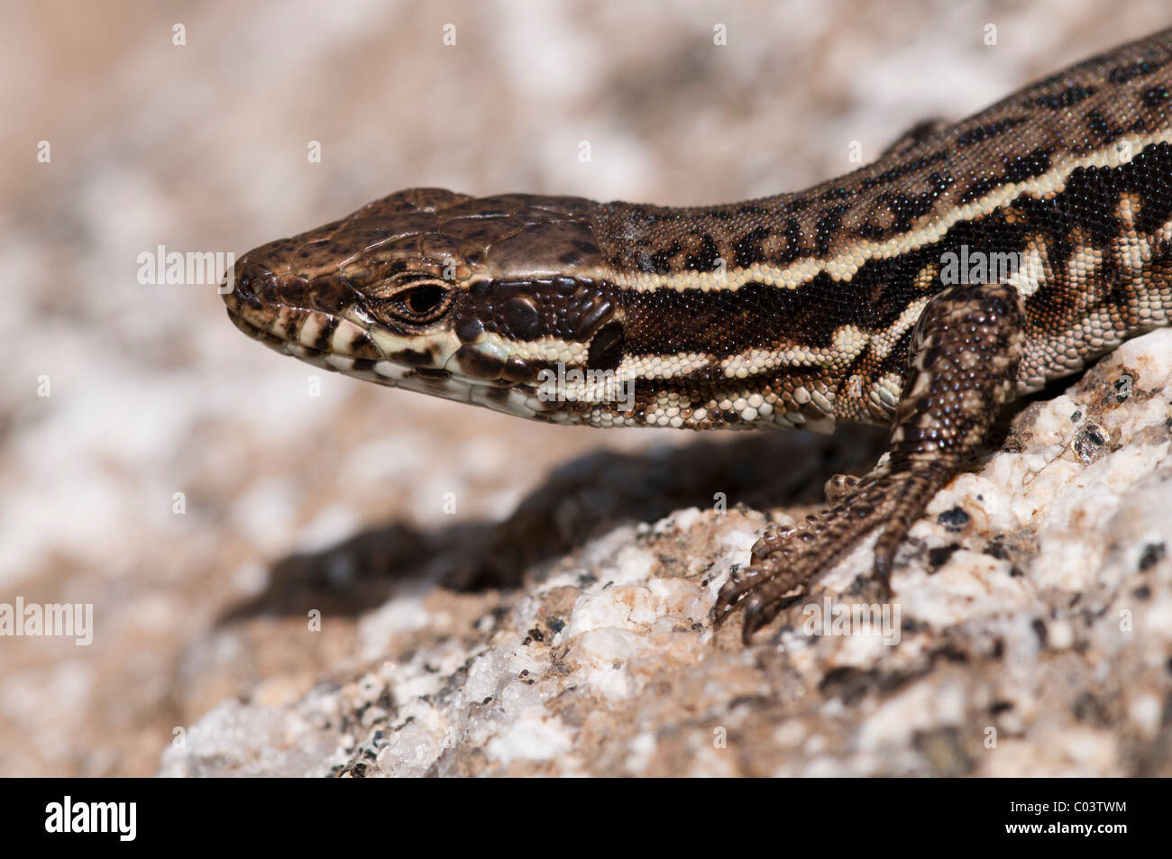 Lézard des murailles (Podarcis muralis) Banque D'Images