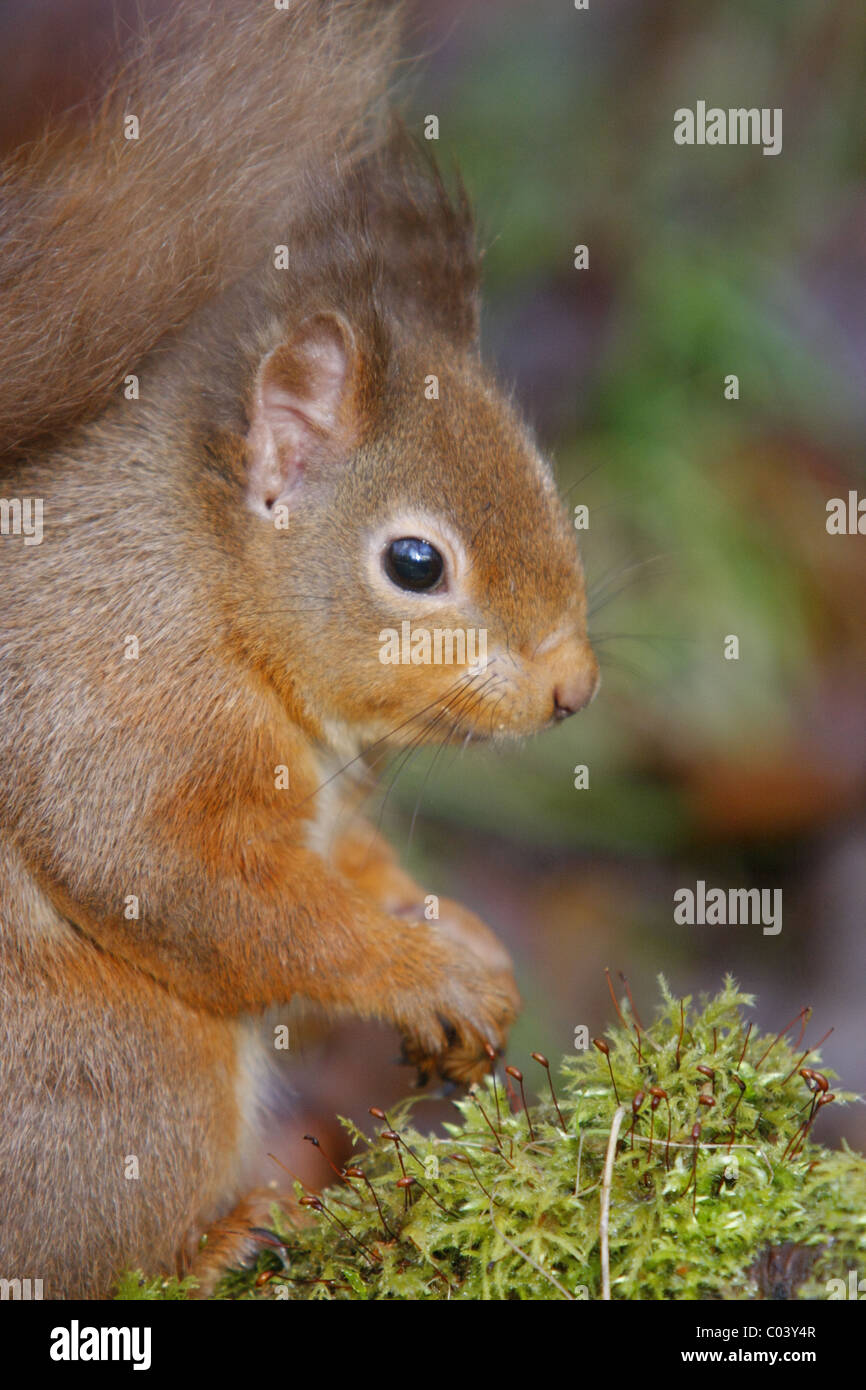Close-up d'un écureuil roux (Sciurus vulgaris) dans la forêt, Highlands, Scotland, UK Banque D'Images