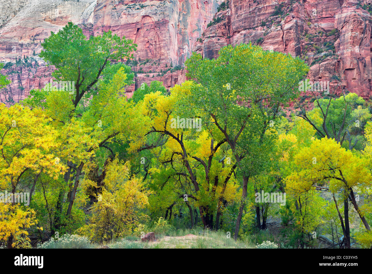 Bosquet de peupliers aux couleurs de l'automne. Zion National Park, Utah Banque D'Images