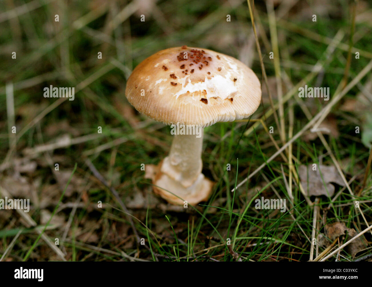 Grisette fauve, Amanita fulva, Amanitaceae. Berkhamsted, Hertfordshire. La fin d'août. Banque D'Images