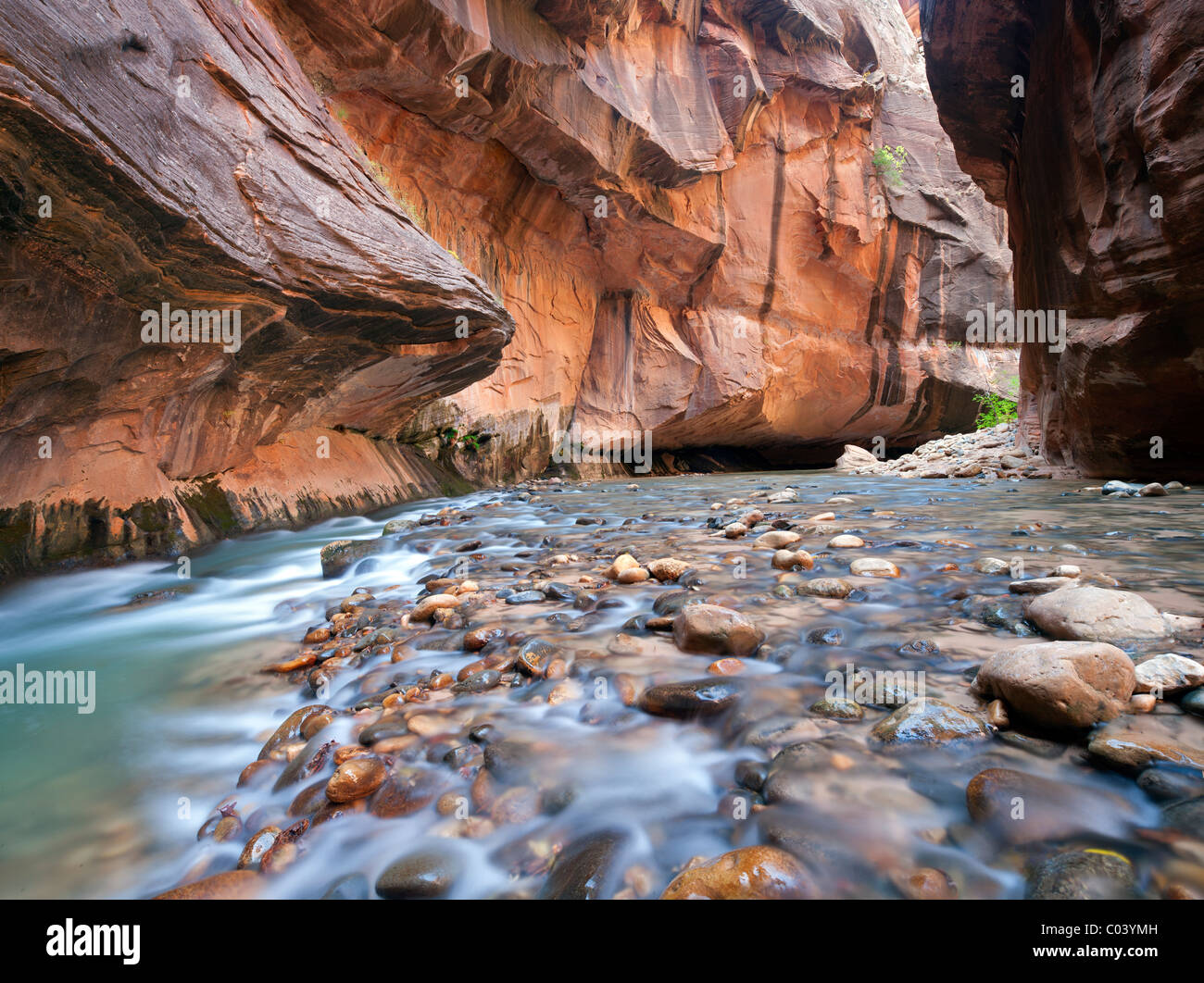 Stream et des parois du canyon. Zion National Park, Utah. Banque D'Images
