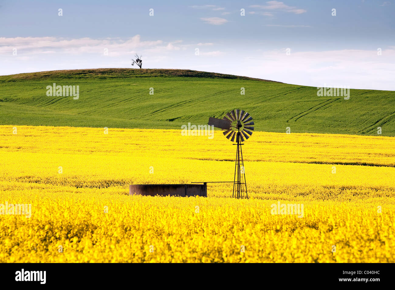 Le Moyen Nord, des champs de colza, de l'Australie du Sud Banque D'Images