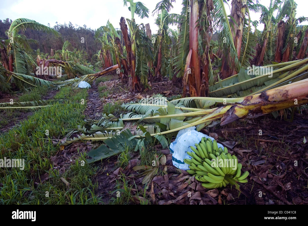 La récolte de bananes ruiné par le Cyclone Yasi, juste au sud de Cairns, 4 février 2011. Queensland, Australie Banque D'Images