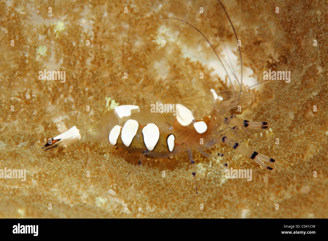 Crevettes, coquille d'Ancylocaris brevicarpalis. Periclimenes brevicarpalis comme décrit précédemment. Femme avec des oeufs Banque D'Images