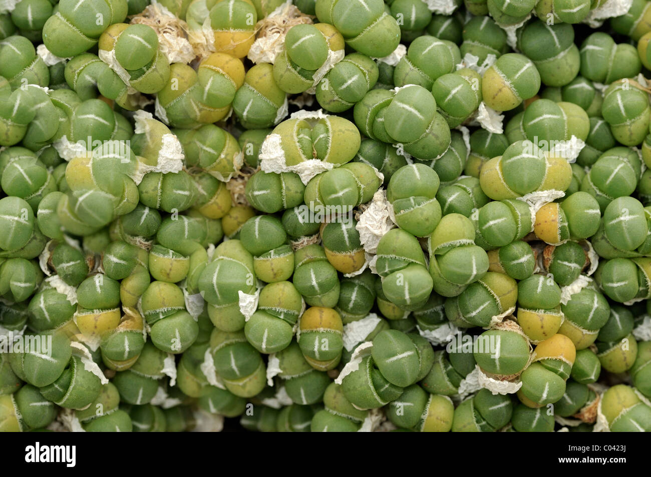 Oophytum sp., Le Namaqualand, Afrique du Sud Banque D'Images