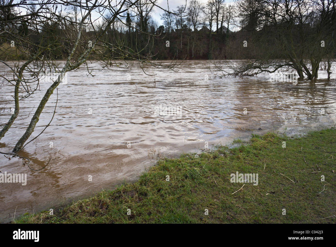 Sol de terres agricoles contre les inondations de la rivière Tweed couleurs enflés dans l'Ecosse en hiver l'exécution de la plaine côtière à Limon Banque D'Images