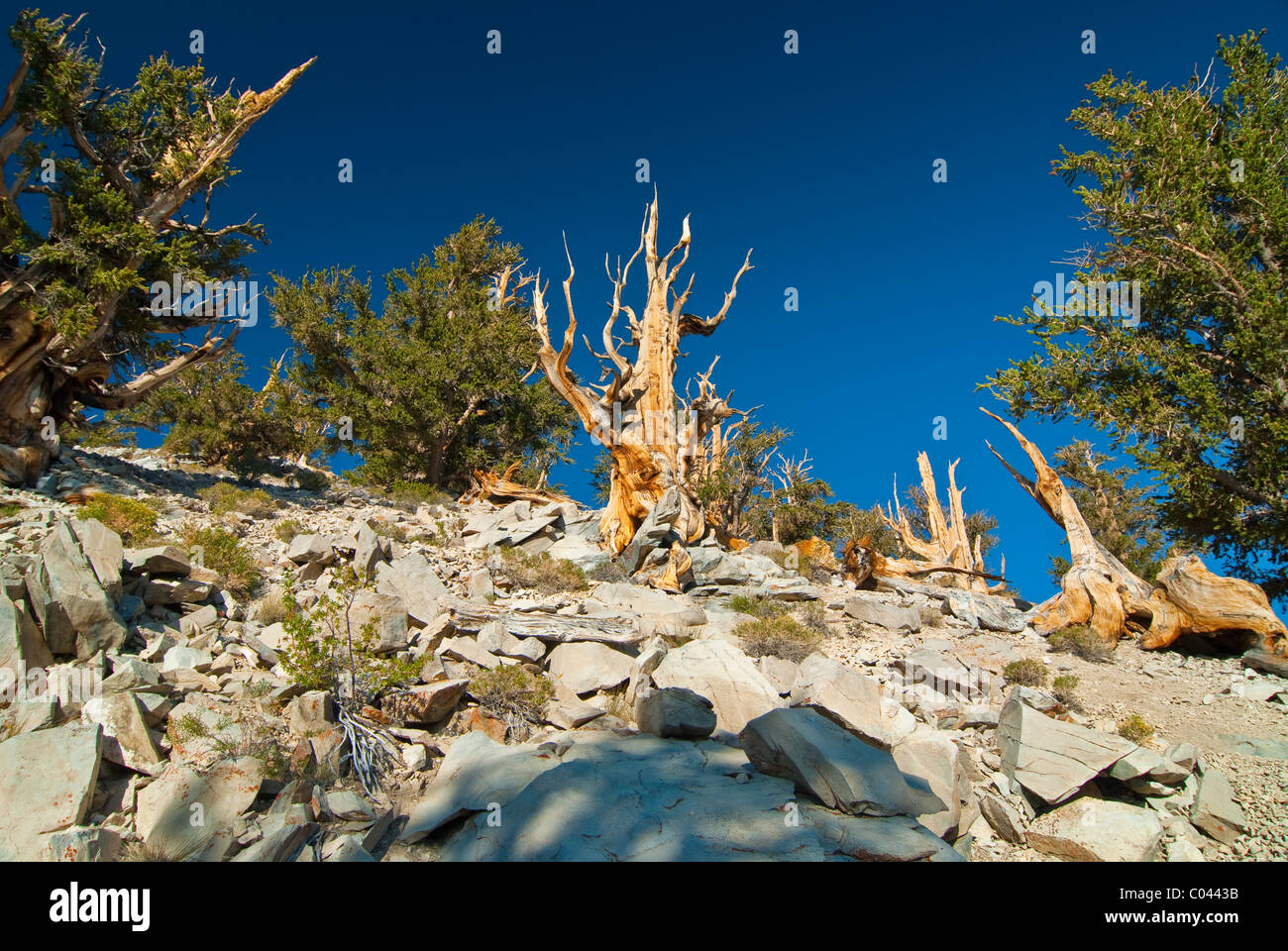 Bristlecone Pines dans l'ancienne forêt nationale d'Inyo Banque D'Images