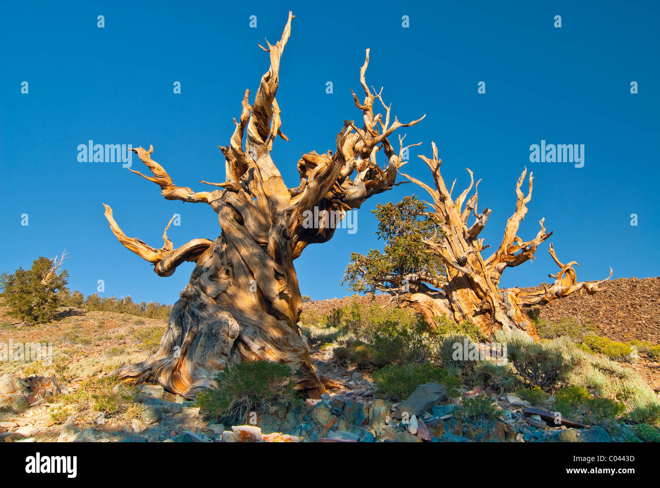 Bristlecone Pines dans l'ancienne forêt nationale d'Inyo Banque D'Images
