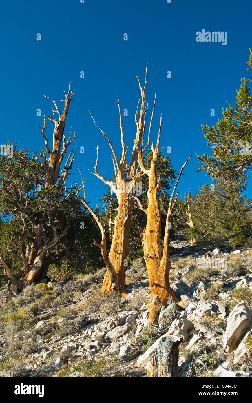 Bristlecone Pines dans l'ancienne forêt nationale d'Inyo Banque D'Images