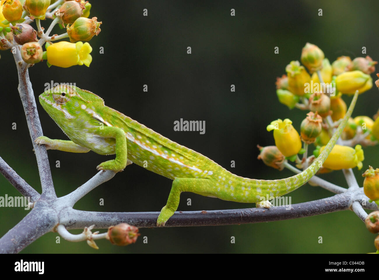 Caméléon Furcifer lateralis (bijoux) dans la réserve Anja, Madagascar Banque D'Images