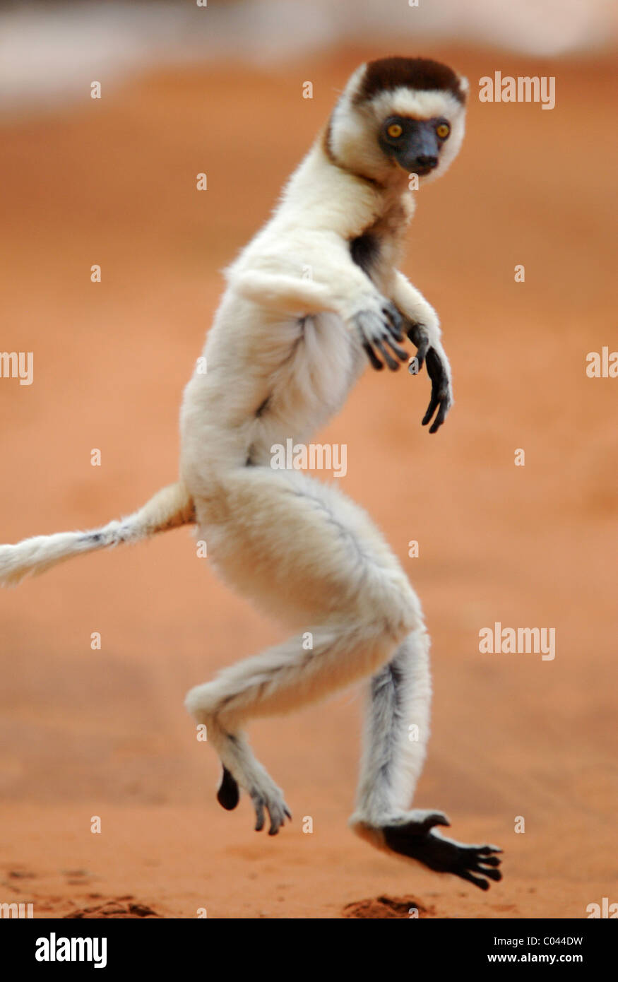 Le Propithèque de verreaux (Propithecus verreauxi) Danse de Madagascar Banque D'Images