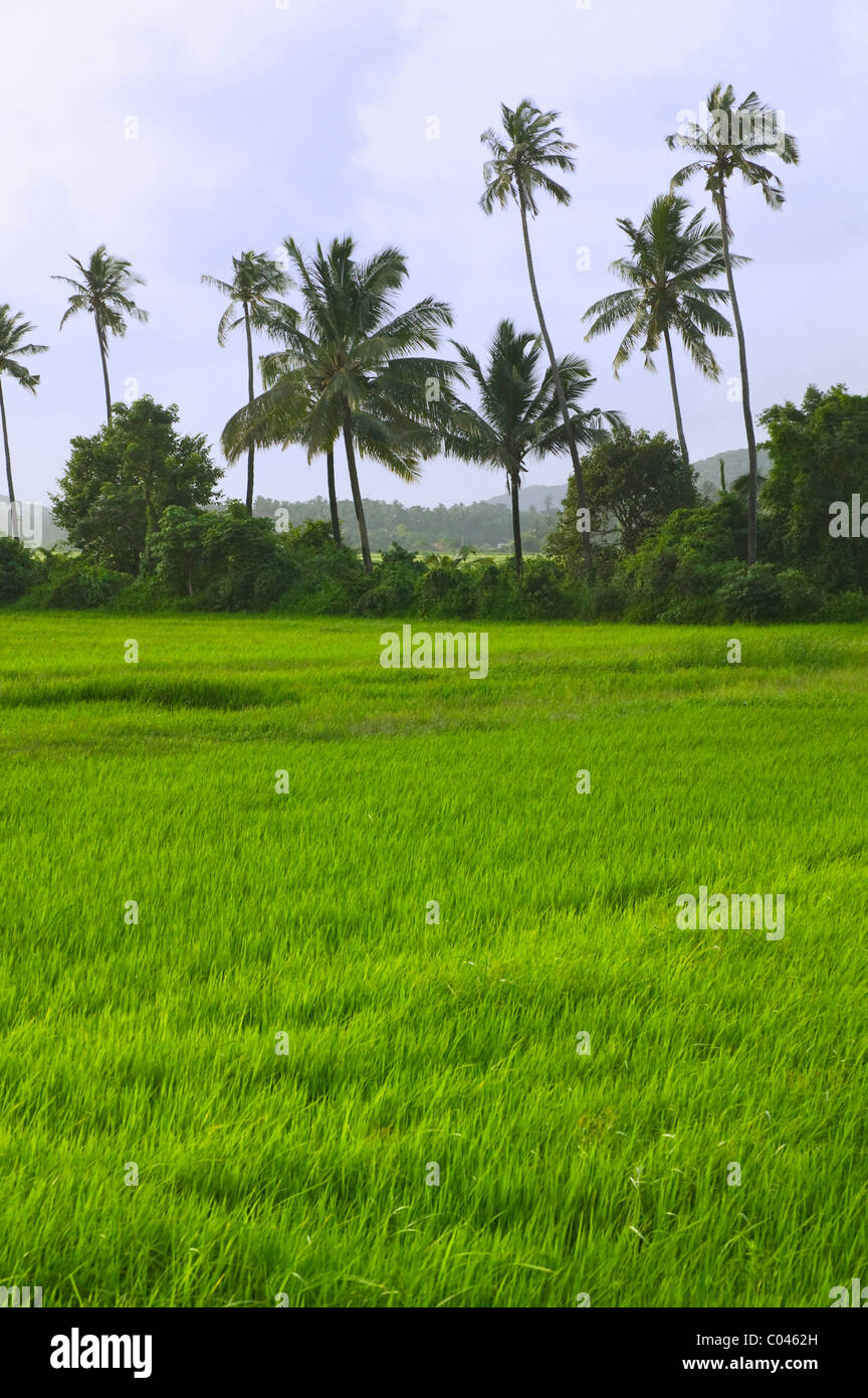 Le riz paddy, Goa, Inde Banque D'Images