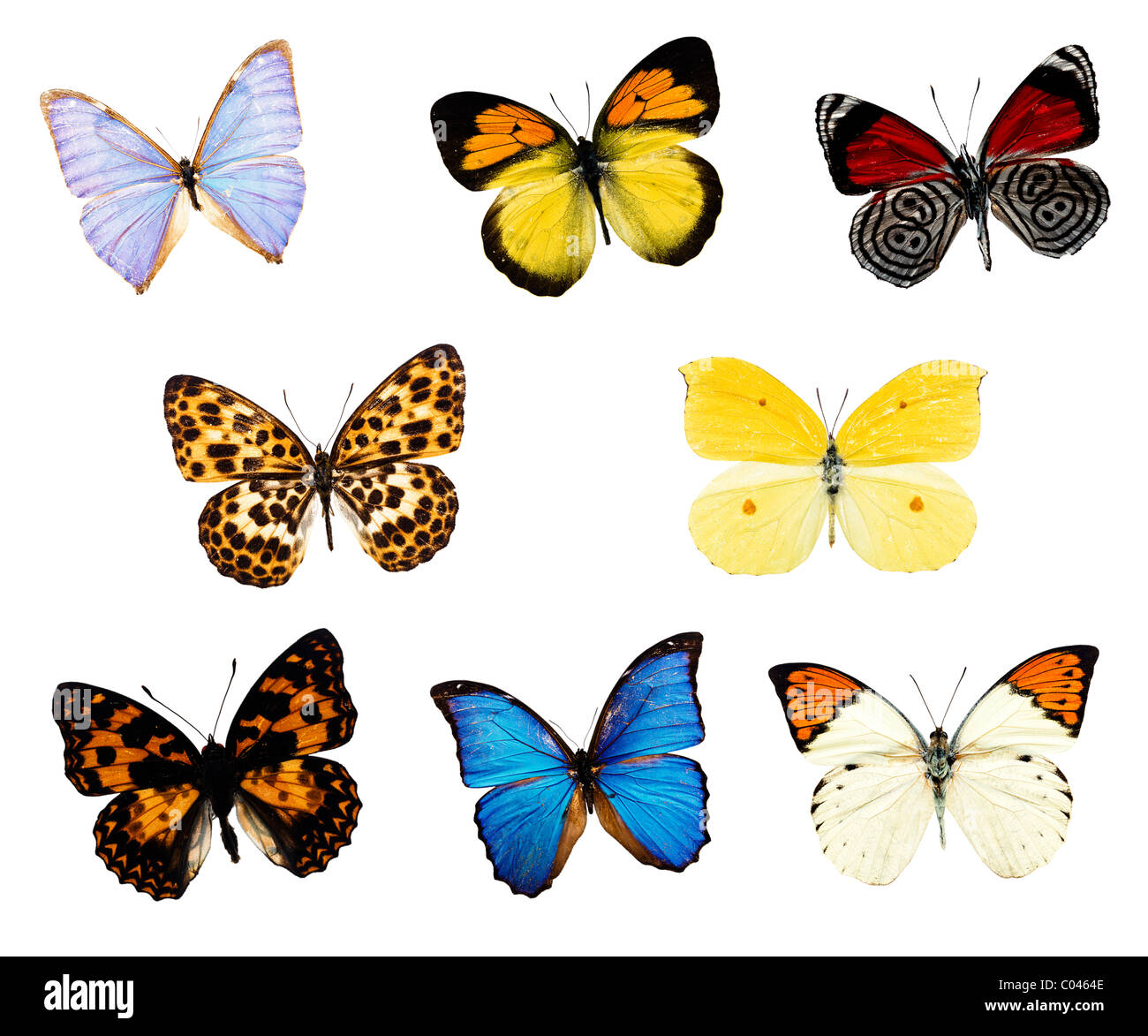Collection de papillons colorés isolated on white Banque D'Images