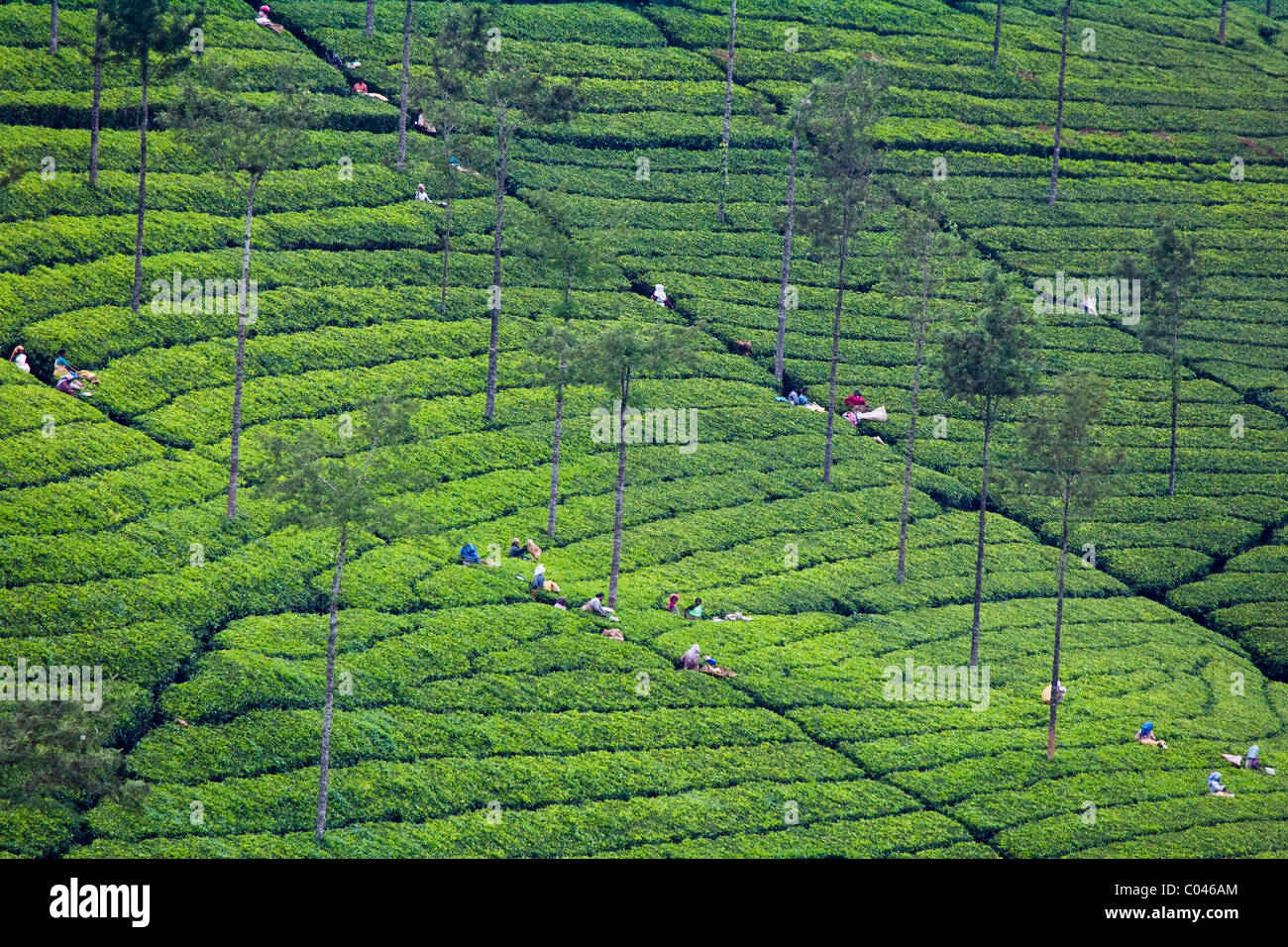 Plateau de récolte à la plantation de thé, Kerala, Inde Banque D'Images