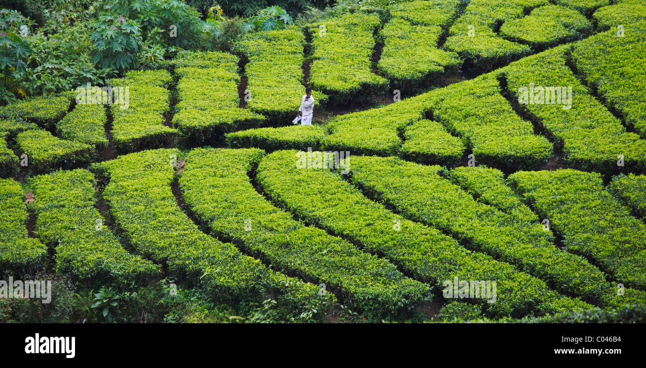 La plantation de thé, Kerala, Inde Banque D'Images