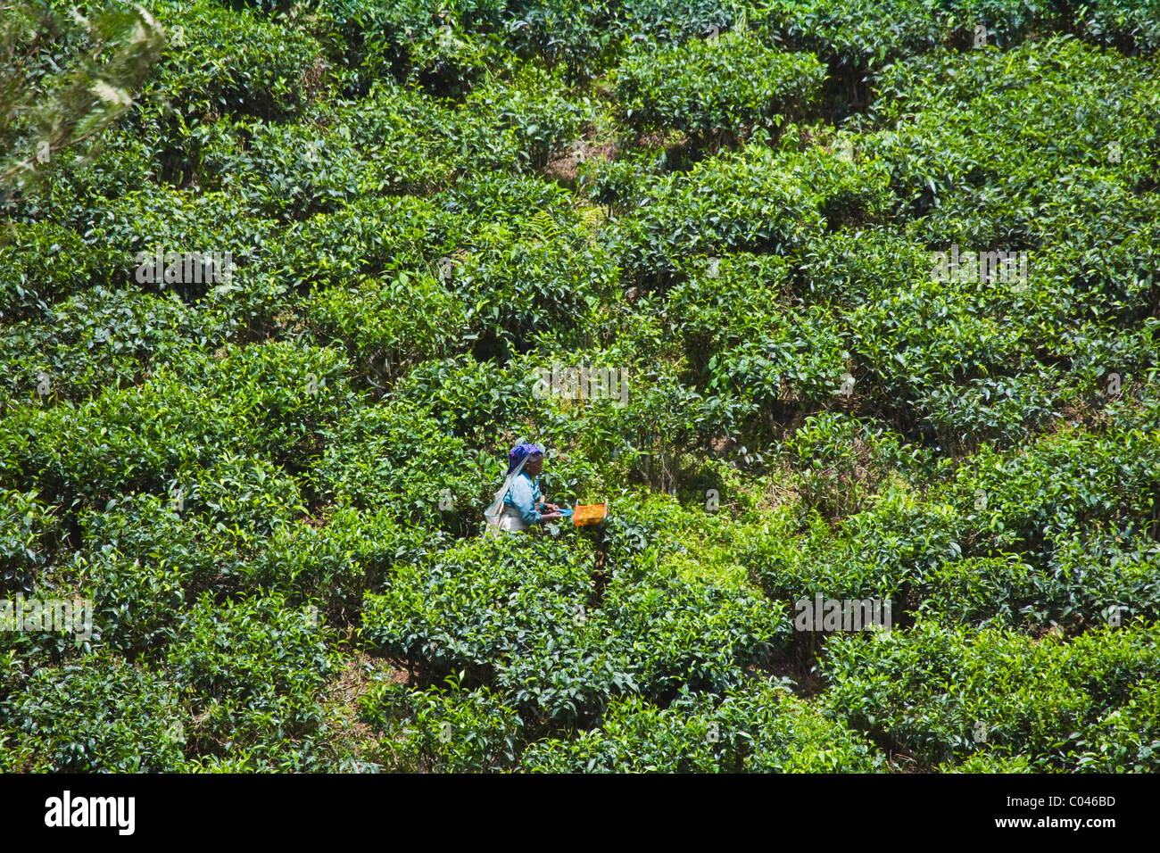 Plateau de récolte à la plantation de thé, Kerala, Inde Banque D'Images
