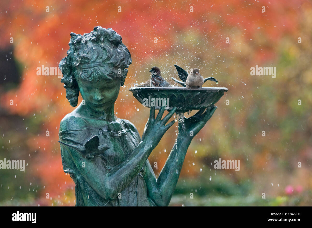 Prendre un bain d'oiseaux à la fontaine de jardin secret dans Central Park  Photo Stock - Alamy