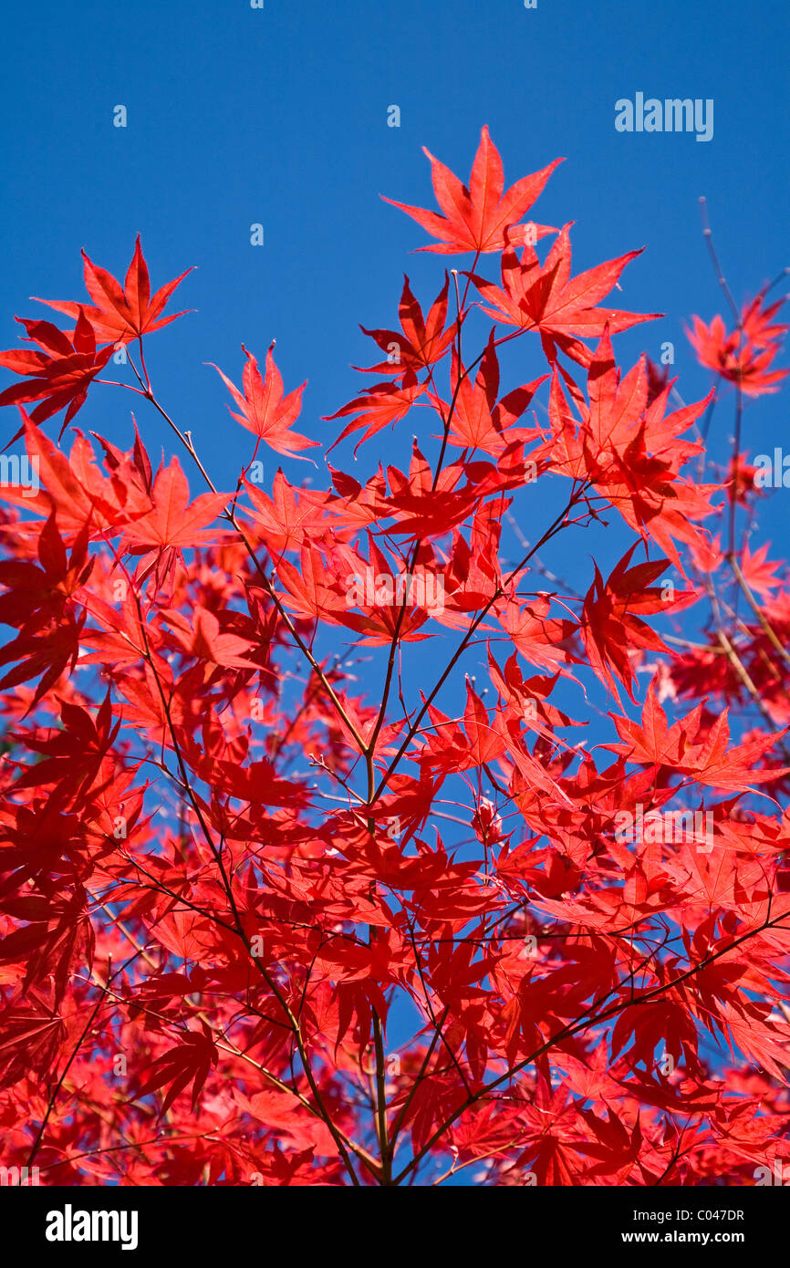Image abstraite de feuilles d'érable rouges contre un ciel bleu vif Banque D'Images
