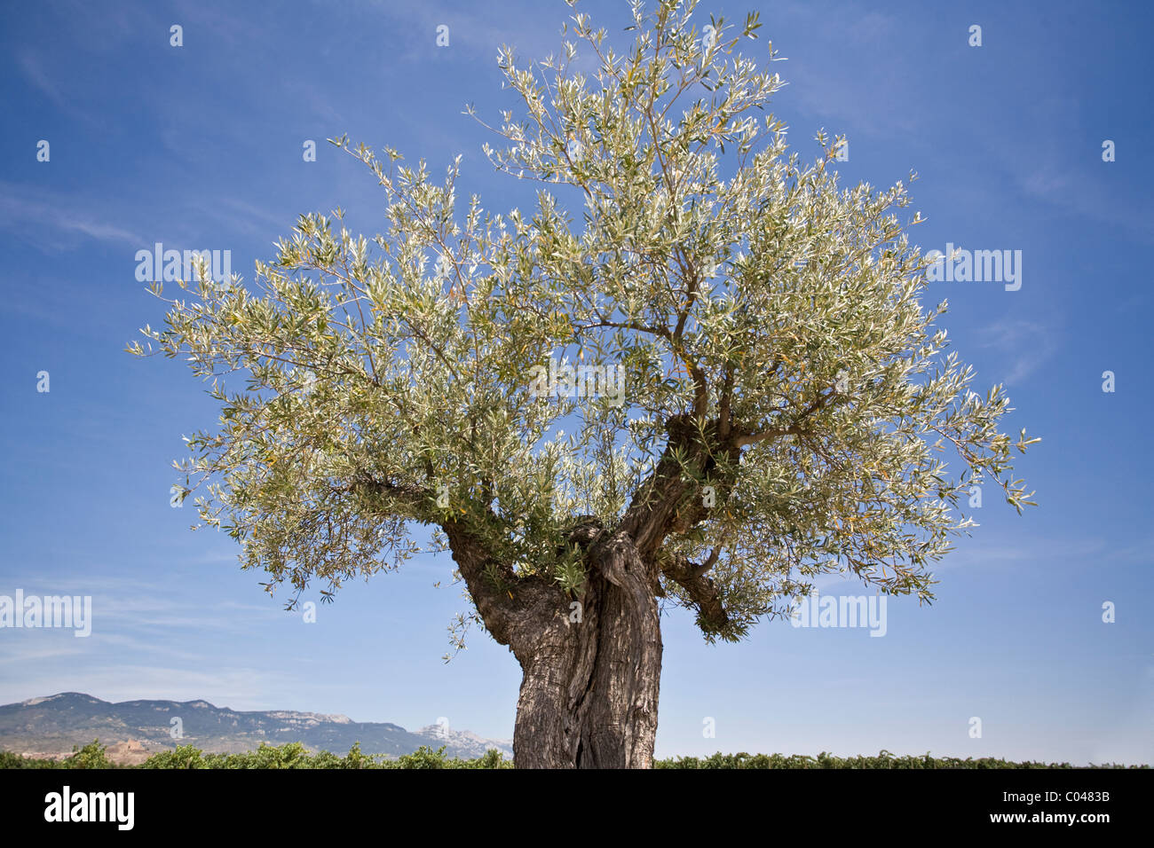 Vieil olivier dans la région de Rioja d'Espagne Banque D'Images