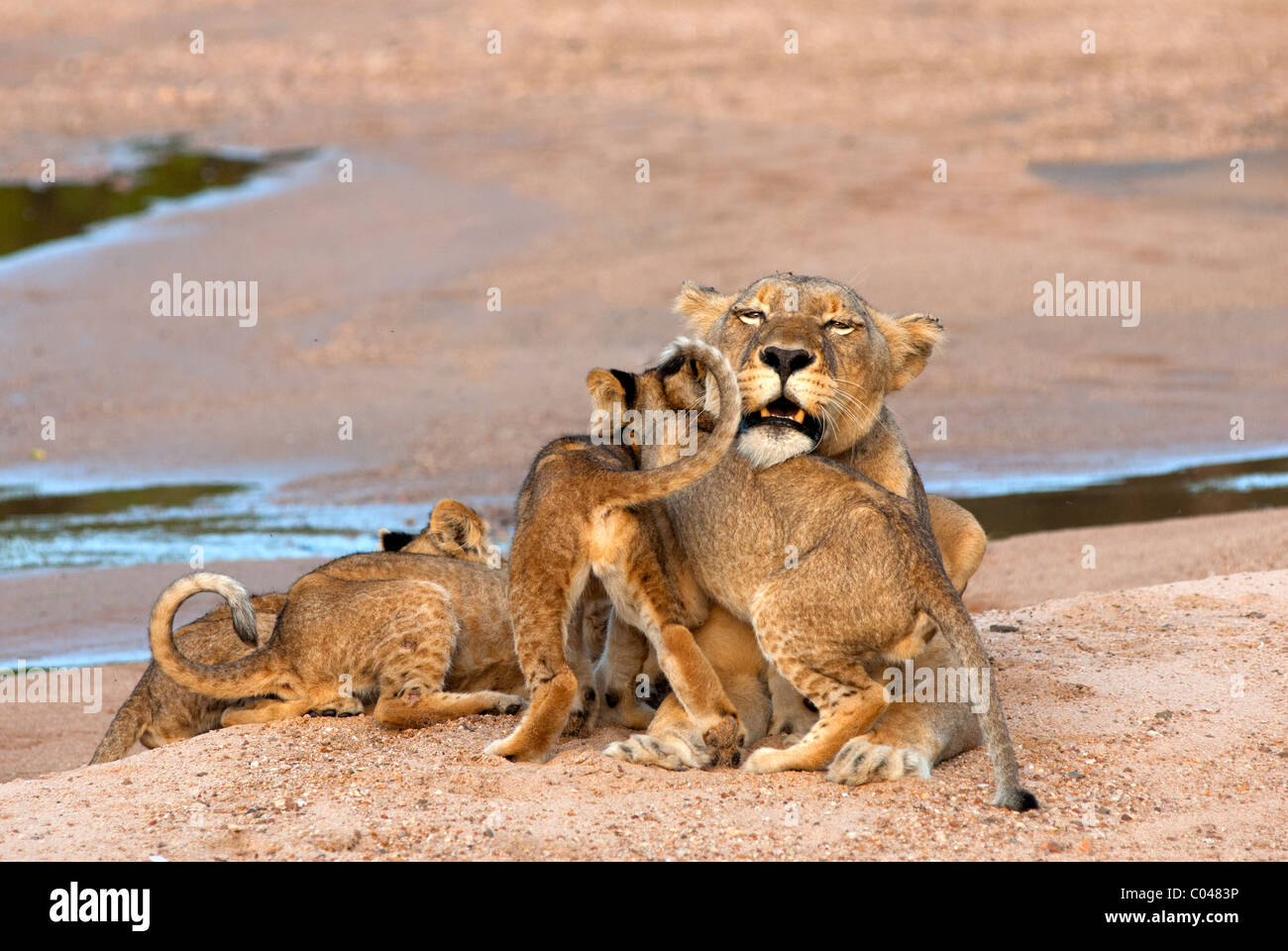 Une lionne en interaction avec ses quatre louveteaux pendant une fin d'après-midi en été. Banque D'Images