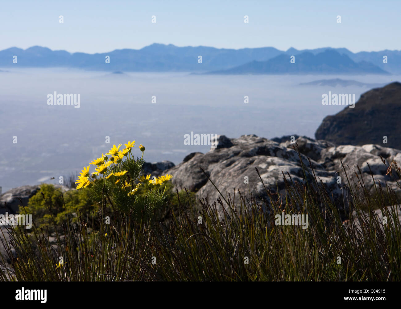 Marguerites sur la Montagne de la table Banque D'Images