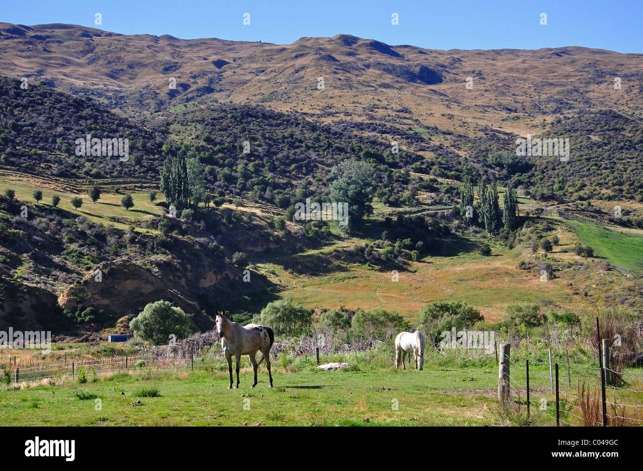 Cheval en champ, Cardrona, Région de l'Otago, île du Sud, Nouvelle-Zélande Banque D'Images