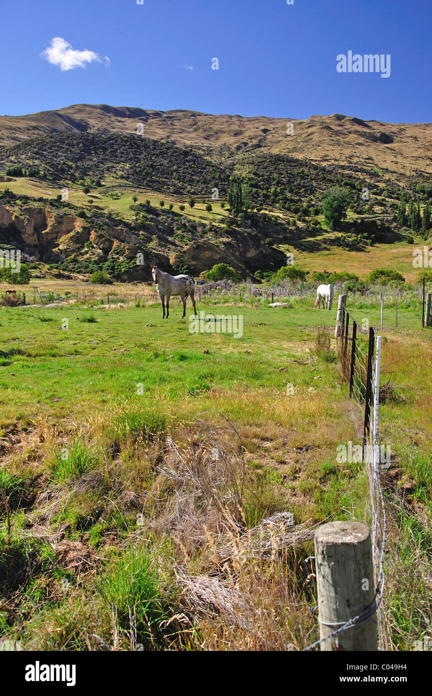 Cheval en champ, Cardrona, Région de l'Otago, île du Sud, Nouvelle-Zélande Banque D'Images