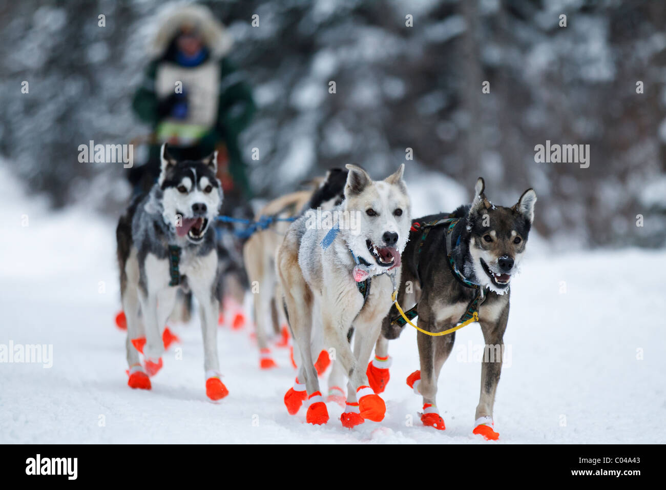 L'équipe de chiens de traîneau de Collen Wallin s'approche du point de contrôle Sawbill le deuxième jour de la John Beargrease Sled Dog marathon Banque D'Images